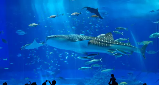 【美ら海水族館チケット付】「1度は行きたい水族館」ホテルから車で6分(朝食付)