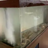 自前の水槽から活蟹を提供いたしております