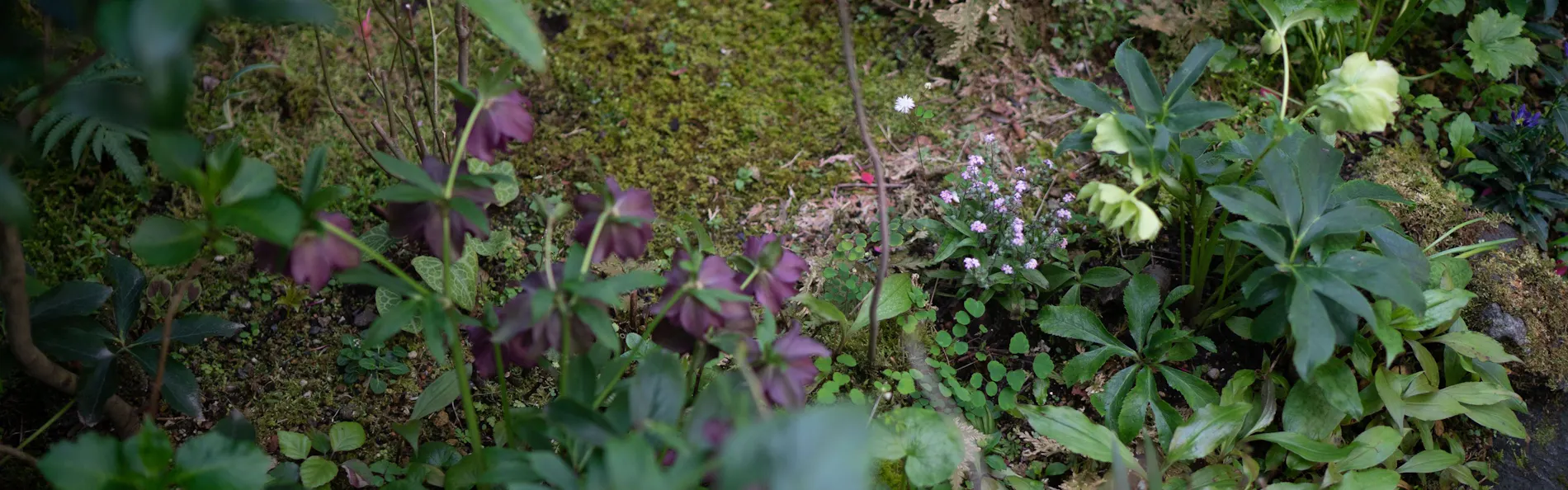 藤の花ホテル
