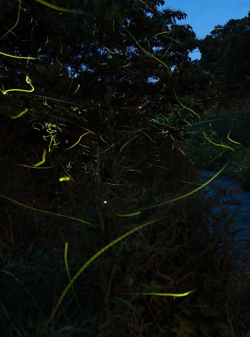 幻想的な淡い蛍の灯り