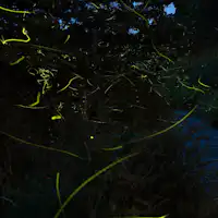 幻想的な淡い蛍の灯り