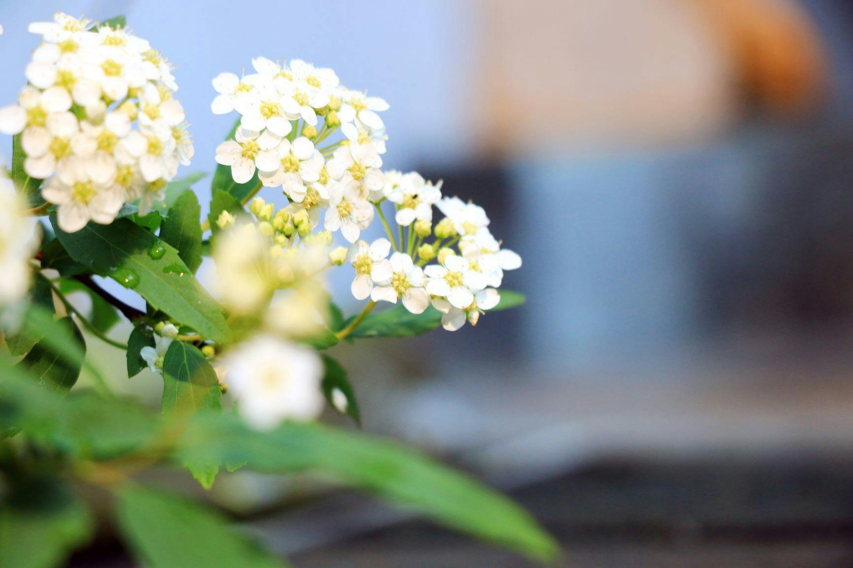 藤の花ホテル