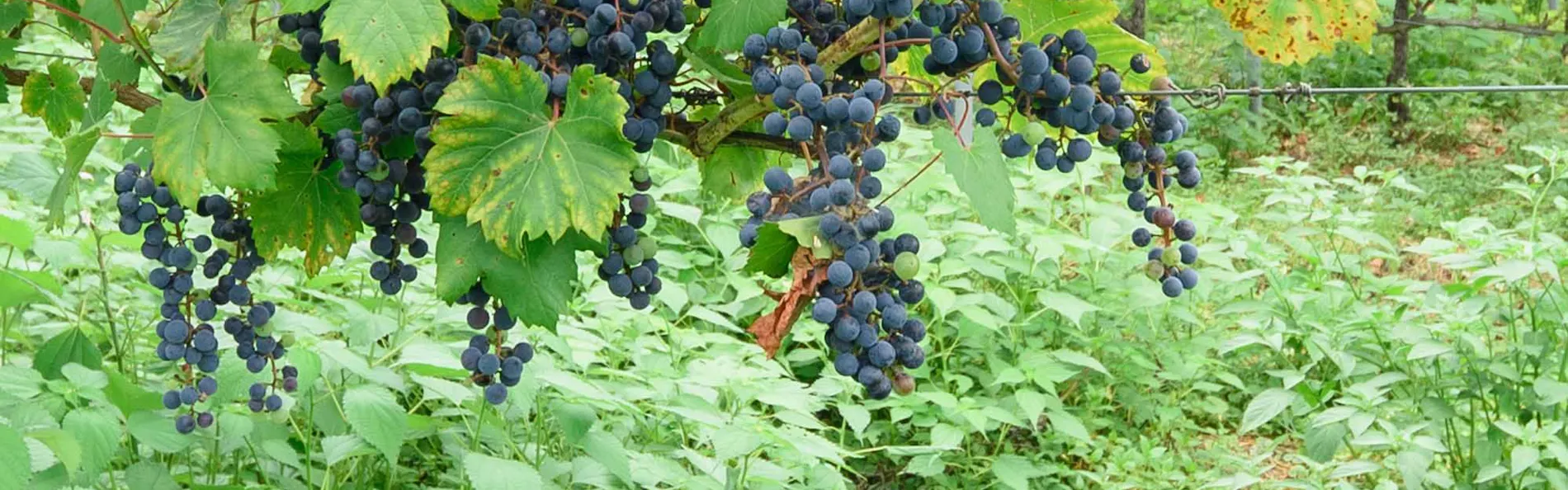由布院 蔓蕩蒼-Matousou-