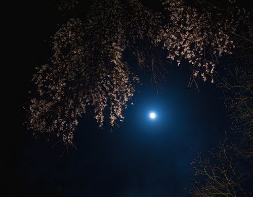 枝垂れ桜を照らす月明かり