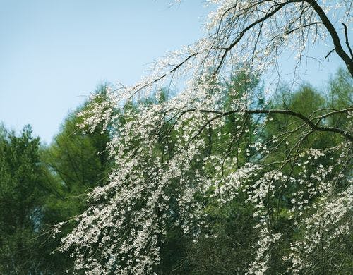 本格的な春の訪れを知らせる庭の枝垂れ桜