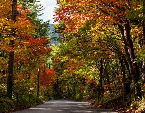 ホテルへと続く紅葉のアーチ