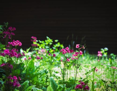 庭に咲くクリンソウ