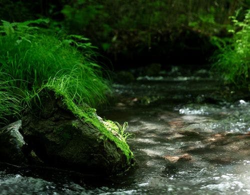 日差しの中で耳に届くせせらぎが心地よい