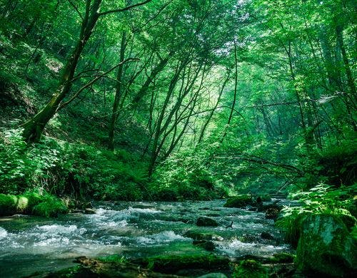 森の中には湯川が流れる