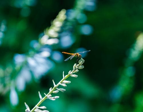 森で生きる生き物(トンボ)