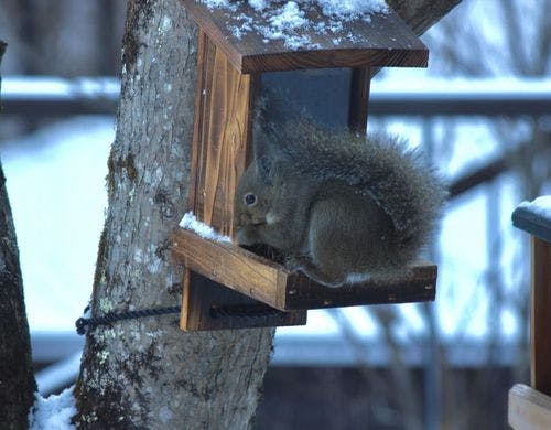 森で生きる生き物(ニホンリス)