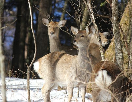 森で生きる生き物(シカ)