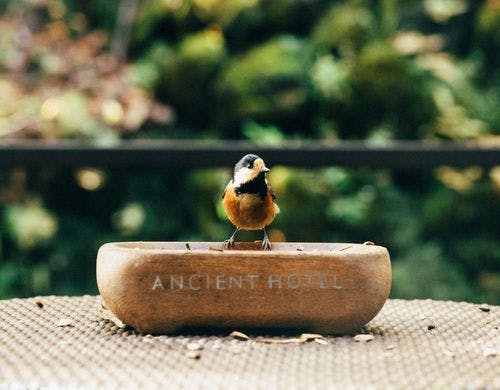 朝ごはんを食べに来る野鳥