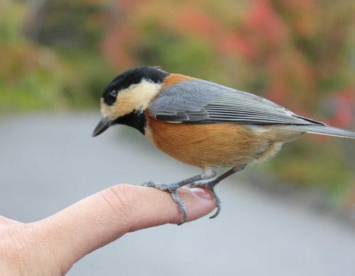 森で生きる生き物(ヤマガラ)