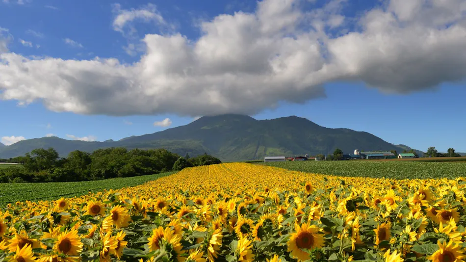 Hinode Hills Niseko Village Curio Collection by Hilton