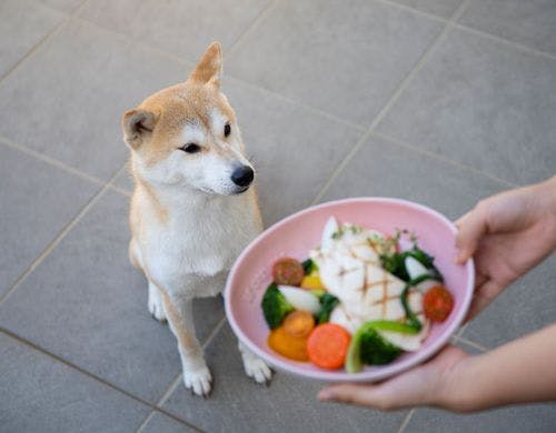 ワンちゃんと一緒に泊まれる！