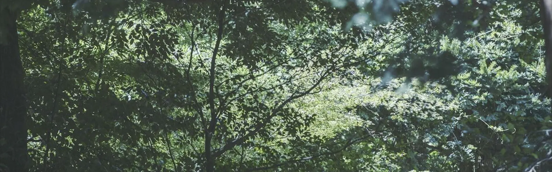 SOKI ATAMI