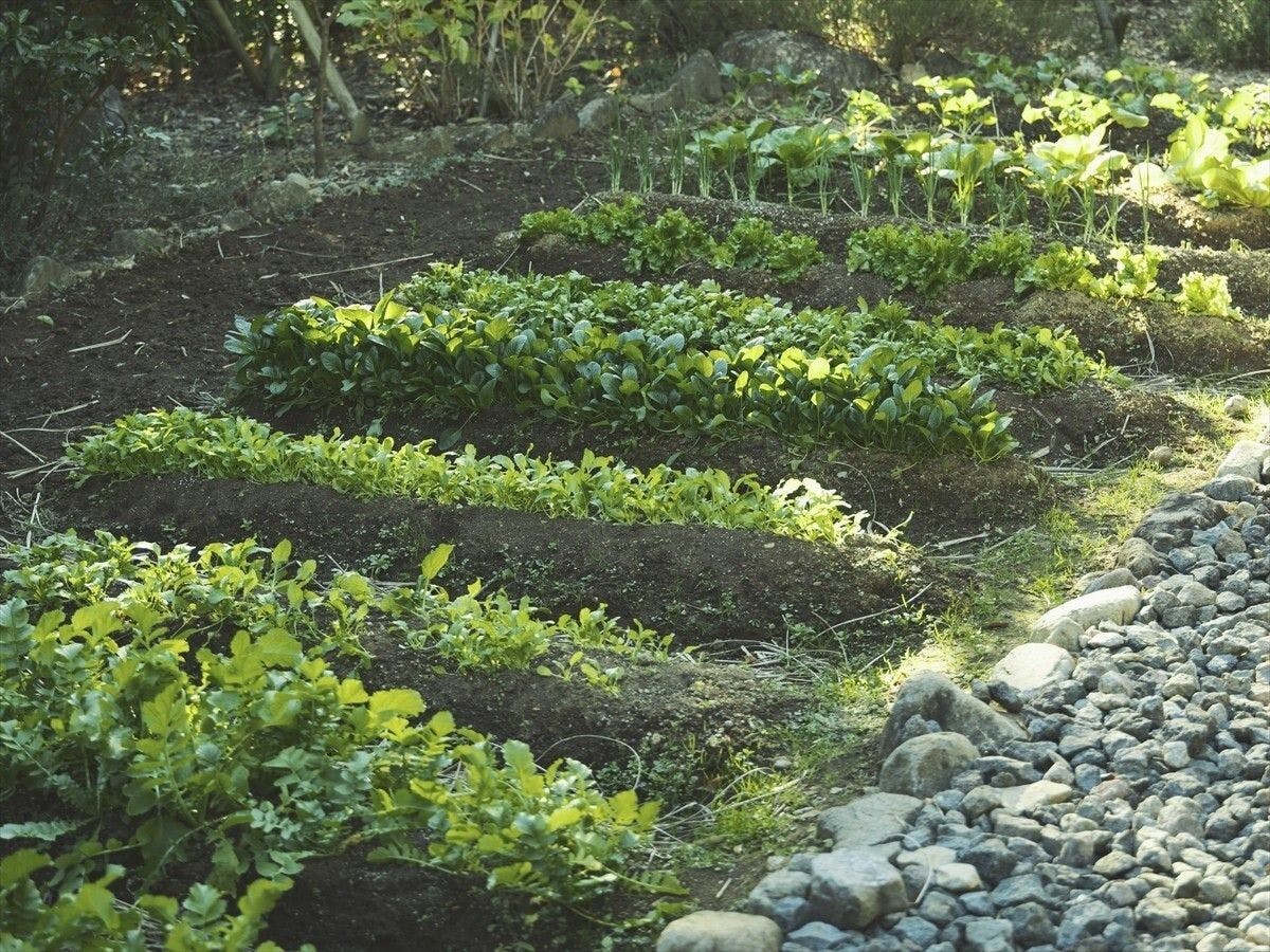 SOKI ATAMI