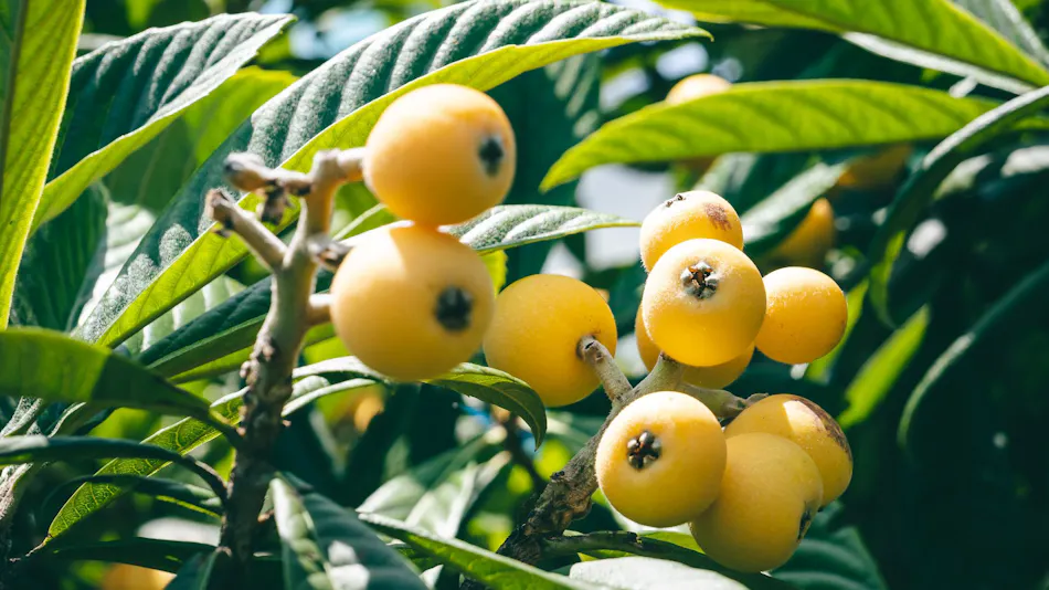 LOQUAT Nishi-Izu