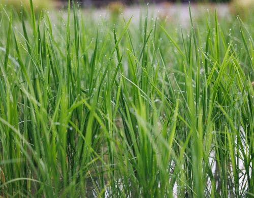【ろ霞の自家菜園】