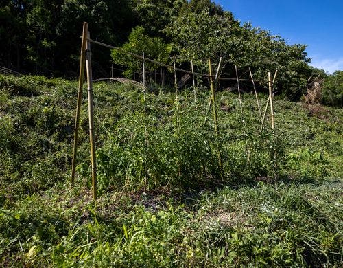 【ろ霞の自家菜園】