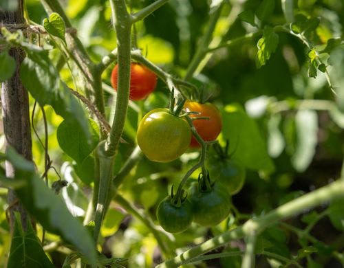 【ろ霞の自家菜園】