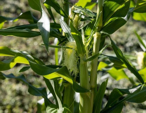 【ろ霞の自家菜園】