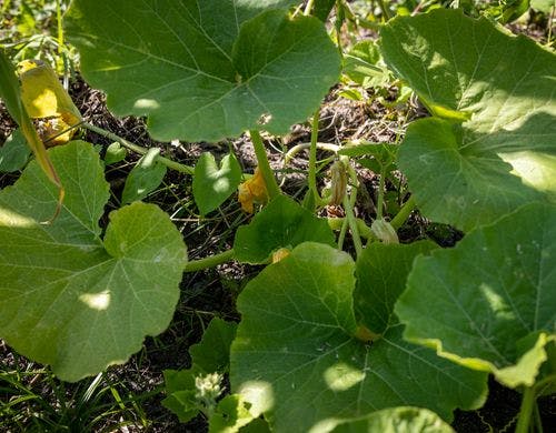 【ろ霞の自家菜園】