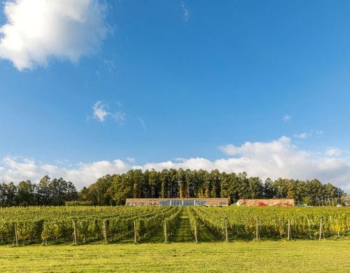 ブドウ畑とホテル・レストラン施設