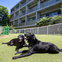 ドッグラン①