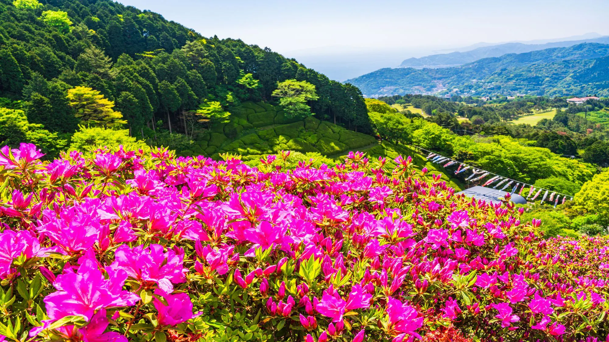 姫の沢公園花まつり