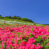 つつじ・こいのぼりまつり