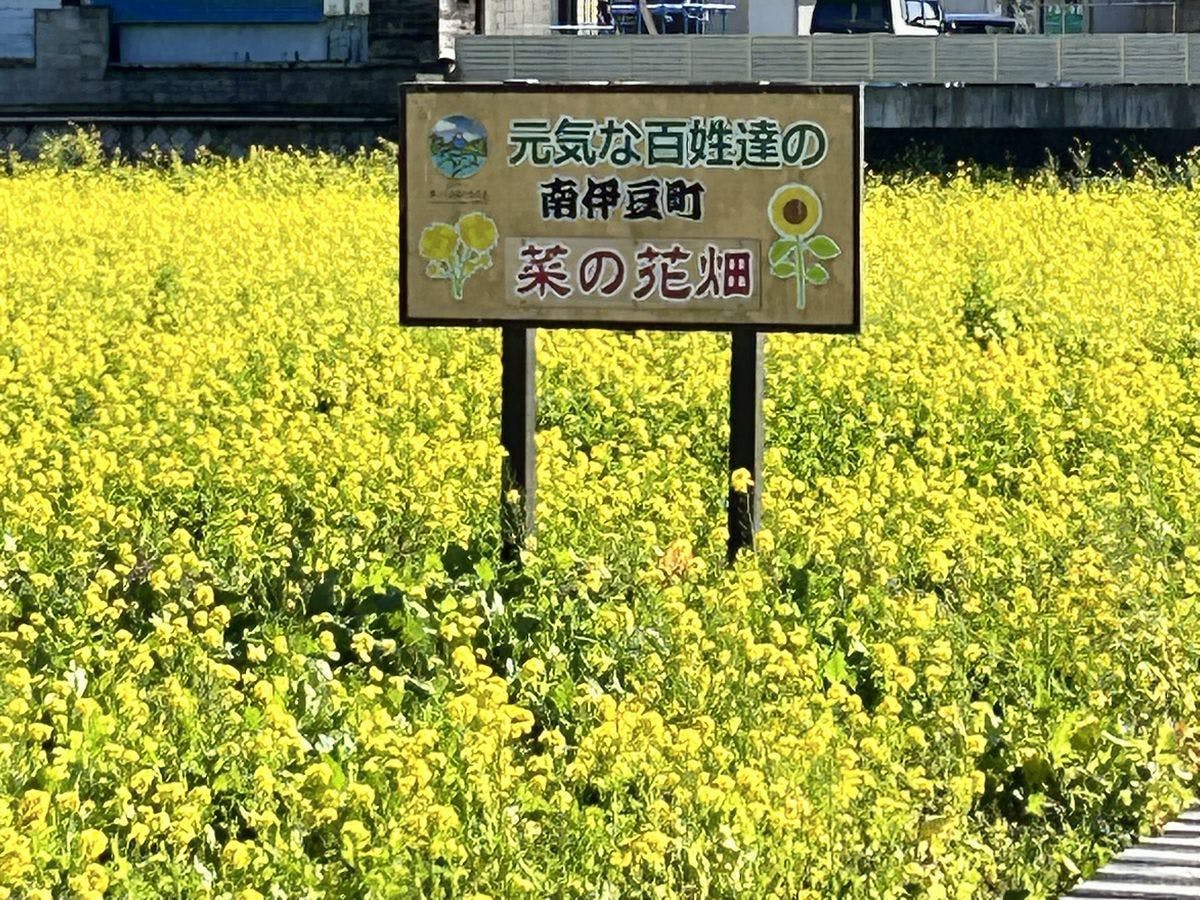 菜の花畑