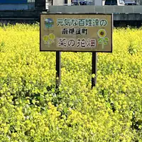 菜の花畑