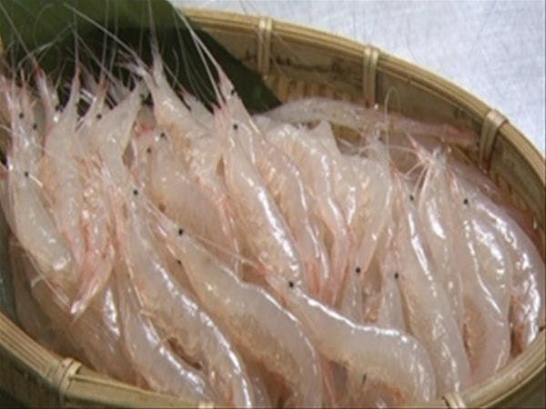 雨晴温泉　磯はなび