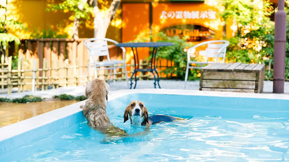 Kinugawa International Hotel: A Pet-Friendly Accommodation with Three Dog Runs