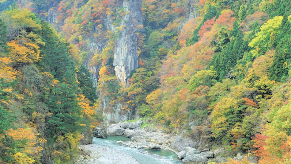 Kinugawa International Hotel: A Pet-Friendly Accommodation with Three Dog Runs