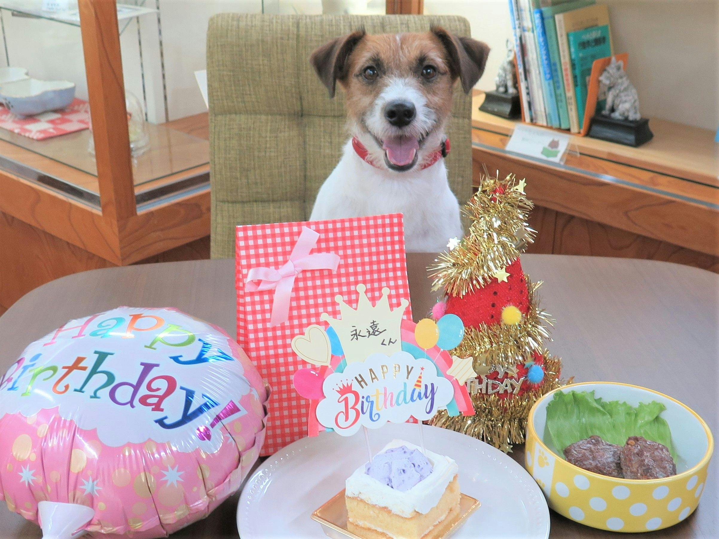 【愛犬・愛猫バースデープラン】年に1度の誕生日をお祝い！ケーキやプレゼントなどの特典つき