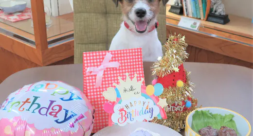 【愛犬・愛猫バースデープラン】年に1度の誕生日をお祝い!ケーキやプレゼントなどの特典つき