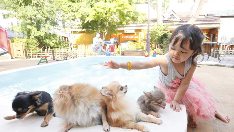 Kinugawa International Hotel: A Pet-Friendly Accommodation with Three Dog Runs