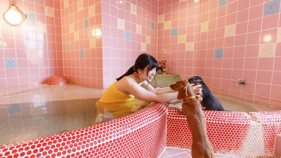 Kinugawa International Hotel: A Pet-Friendly Accommodation with Three Dog Runs