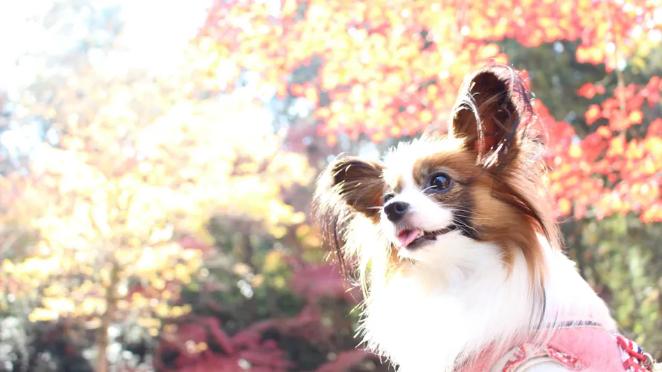 Kinugawa International Hotel: A Pet-Friendly Accommodation with Three Dog Runs