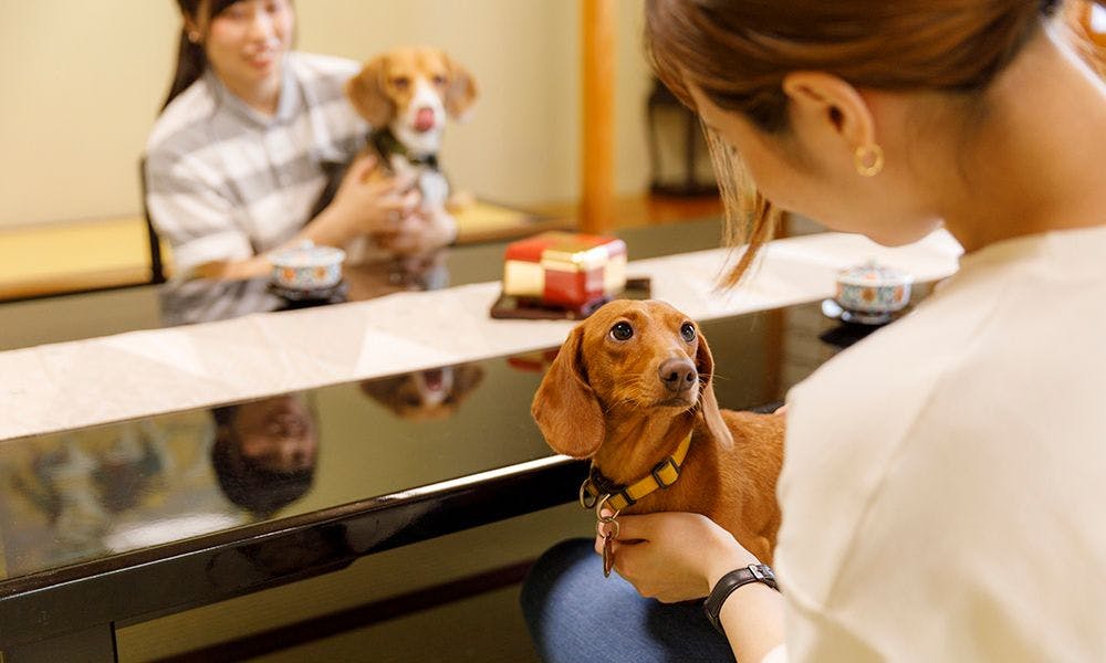 Kinugawa International Hotel: A Pet-Friendly Accommodation with Three Dog Runs