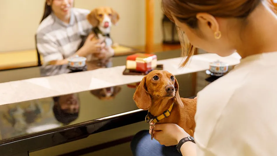 Kinugawa International Hotel: A Pet-Friendly Accommodation with Three Dog Runs