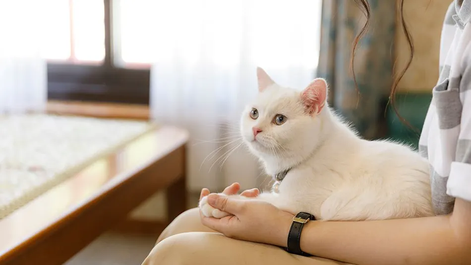 Kinugawa International Hotel: A Pet-Friendly Accommodation with Three Dog Runs