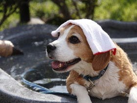 ペット同室宿泊パイオニアの宿　きぬ川国際ホテル