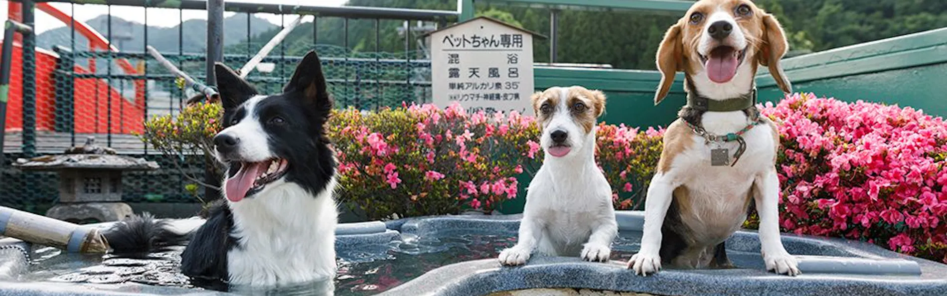 ペット同室宿泊パイオニアの宿 きぬ川国際ホテル
