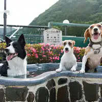 บ่อน้ำพุร้อนกลางแจ้งสำหรับสัตว์เลี้ยงโดยเฉพาะ