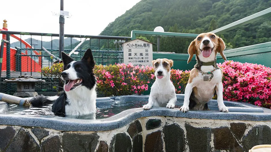 Kinugawa International Hotel: A Pet-Friendly Accommodation with Three Dog Runs