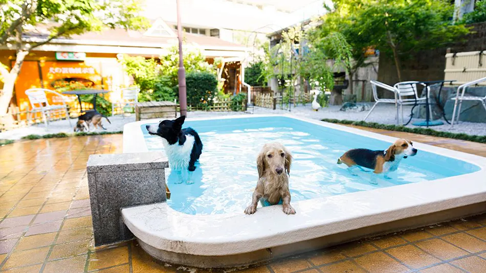 Kinugawa International Hotel: A Pet-Friendly Accommodation with Three Dog Runs